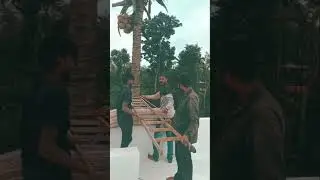 coconut tree safety grill#ponnampet #coconut 🌲#new trend