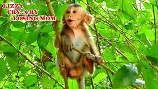 Million Pity Baby Monkey Lizza CrYing Call Me, Lizza Was Lost mom Lizzy