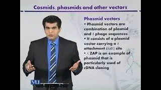 Phasmid Vectors | Introduction to Biotechnology | BIO5101_Topic076