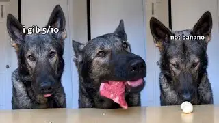 ASMR German Shepherd Rates Different Foods (Part 8)