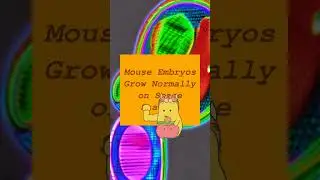 Mouse Embryos Grow Normally on Space Station