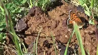 Melitaea cinxia, Sisyphus schaefferi, Onthophagus coenobita, Ontholestes murinus