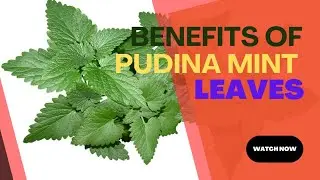 Mint health benefits in english/ Benefits of mint/ Richa Food & Nutrition