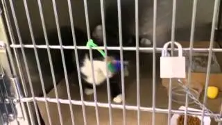 Pillows for Paws Donations of Toys and Beds to Shelter Animals