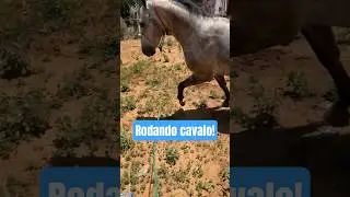 Rodando o caval&atilde;o quarto de milha de gado, pelagem linda demais!🐎😍🫶🏻&hearts;️🏡🐂🏇🏻🏇🏻