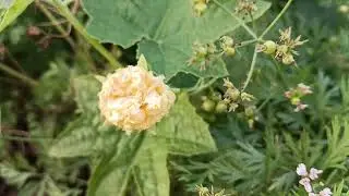 Best natural morning,, morning flute#nature #mountains #trending 2026