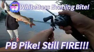 Late Summer White Bass Fishing. Evening Fish Action!
