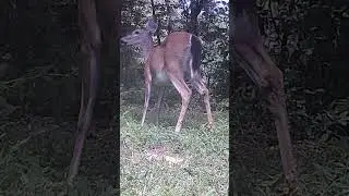 The Old Cowboy @ Lonesome Pine Farm Game Camera photos for September 2025 September 13, 2025
