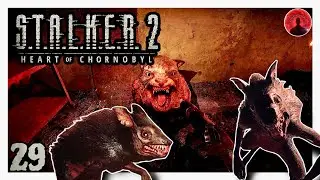 S.T.A.L.K.E.R. 2 - Zona di Cazzo😾 #29 #PS5 #Let's Play