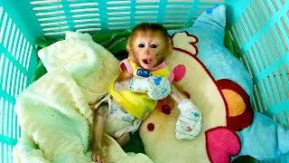 Cute Monkey Dody Get Up In The Morning Lay In Basket Wait Mom Go Bath