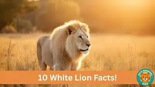 10 INCREDIBLE White Lion Facts - Rare Kings of Africa! 🤍👑