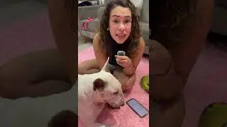 &Uacute;nico taxi para mascotas en Lima Per&uacute; con conductoras mujeres #taxiseguro  #mascotas #taxi #perros