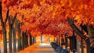 Timeless Love Songs Piano Instrumental &ndash; Relaxing Music Soothe Broken Heart &ndash; Healing Music Sleep