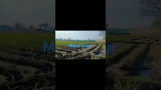 Maize Crop field