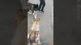 Siberian Husky Vs American Akita Dog 🐶 // SURPRISE 😂
