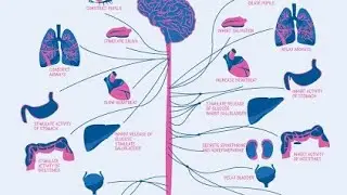 Adrenergic neurotransmission 1