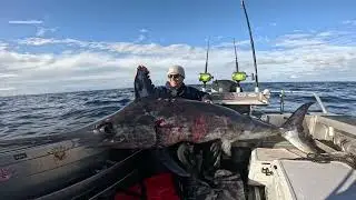 Broadbill Swordfish fishing in New Zealand. 150kg. Day trip on Rumrage.