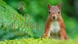 The Red Squirrel - Ireland 2023 ~ IRISH WILDLIFE PHOTOGRAPHY
