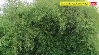 Peaceful Place @ Kasari River, Desaiwadi