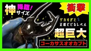 【超巨大】衝撃サイズのコーカサスオオカブトGET！デカすぎて正直ビビるレベルのアジア最大3本角カブトムシはガチでヤバすぎた！ヘラクレスオオカブトと双璧をなす大人気カブトムシが登場！
