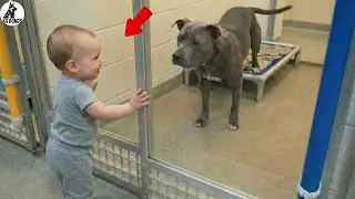 This ‘Dangerous’ Pit Bull Didn’t Trust Anyone — Until He Became a Little Girl’s Best Friend