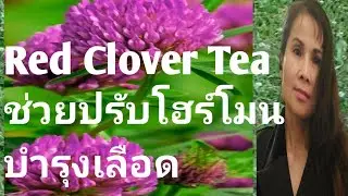 Red Clover Teaชาช่วยปรับโฮร์โมนบำรุงโลหิต