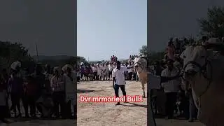 ongole jathi gittalu power full gittalu #shorts