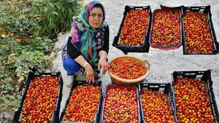Three Days Of cooking  Mirabelle Plum Paste in village!