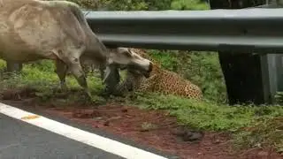 Leopard Attack | Mother Cow attacked by Leopard cat  near National Highway