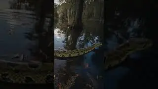 Giant of the Swamp: Life of the Green Anaconda