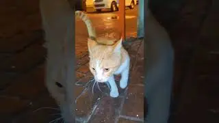 Street cats 🙀🌿are hungry❤️🙀 in night & looks food #newyorkcats#catvideosfunny#cartstyle #kittens