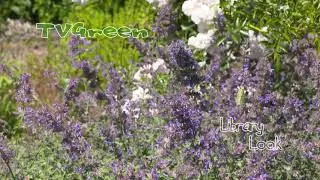 FaunaView: Butterfly Ball
