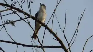 C&aacute;ntico del Cl&eacute;rigo (Tyrannus caudifasciatus) Loggerhead Kingbird Singing