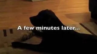 Labrador Watching Lady and the Tramp