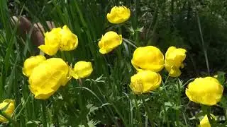 Trollius europaeus - Trollblume