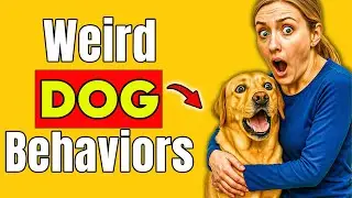 10 Weird Dog Behaviors Explained!