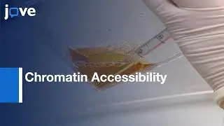 Chromatin Accessibility Measurement by Regulatory Elements | Protocol Preview