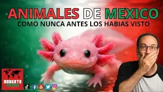 Animales de Mexico como nunca antes los hab&iacute;as visto.