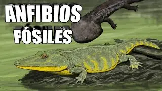 🐸 El origen de los ANFIBIOS #Primeros Tetrápodos 🐾