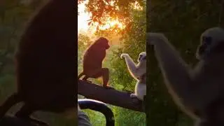Baboon vs Gibbon &ndash; A Wild Monkey Fight 😱