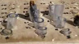 Osmia Cornuta - bees go head to head