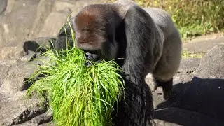 Gorilla Monta makes grass look delicious. #2/4 CHIBA ZOO Chimp,Siamang 千葉市動物公園ゴリラ,チンパンジー,テナガザル（0184）
