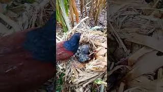 #GreaterCoucal #CoucalBird #BirdsOfCambodia #BirdsOfAsia #WildBirds #BirdWatching #BirdPhotography13