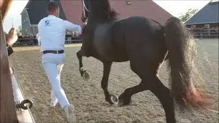 Stallion show of Friesian horses @ Stal Chardon 2019