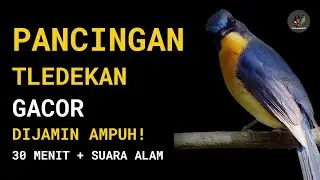 Tledekan Gunung Gacor 30 Menit &ndash; Pancingan Fighter + Suara Alam Ampuh Bikin Bunyi Terus!
