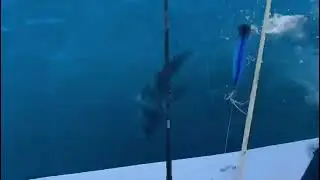 Experience fishing with Explora Guanacaste