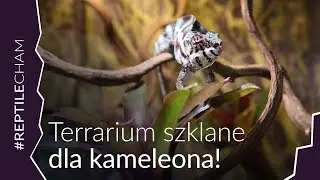 🐉 SZKLANE TERRARIUM Z ŻYWYMI ROŚLINAMI DLA SAMBAVABOY 🐉