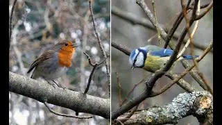 Chant : Rougegorge et M&eacute;sange bleue - Singing : Robin and Blue Tit