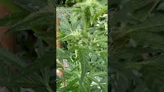 Critical Mass Auto, Garden Grow, 💦 Only! Seeds by RoyalQueenSeeds
