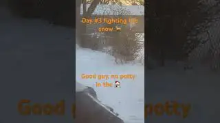 He act like he fighting a blizzard 🌨️ 😂, he&rsquo;s a good dog, no potty in the 🏠